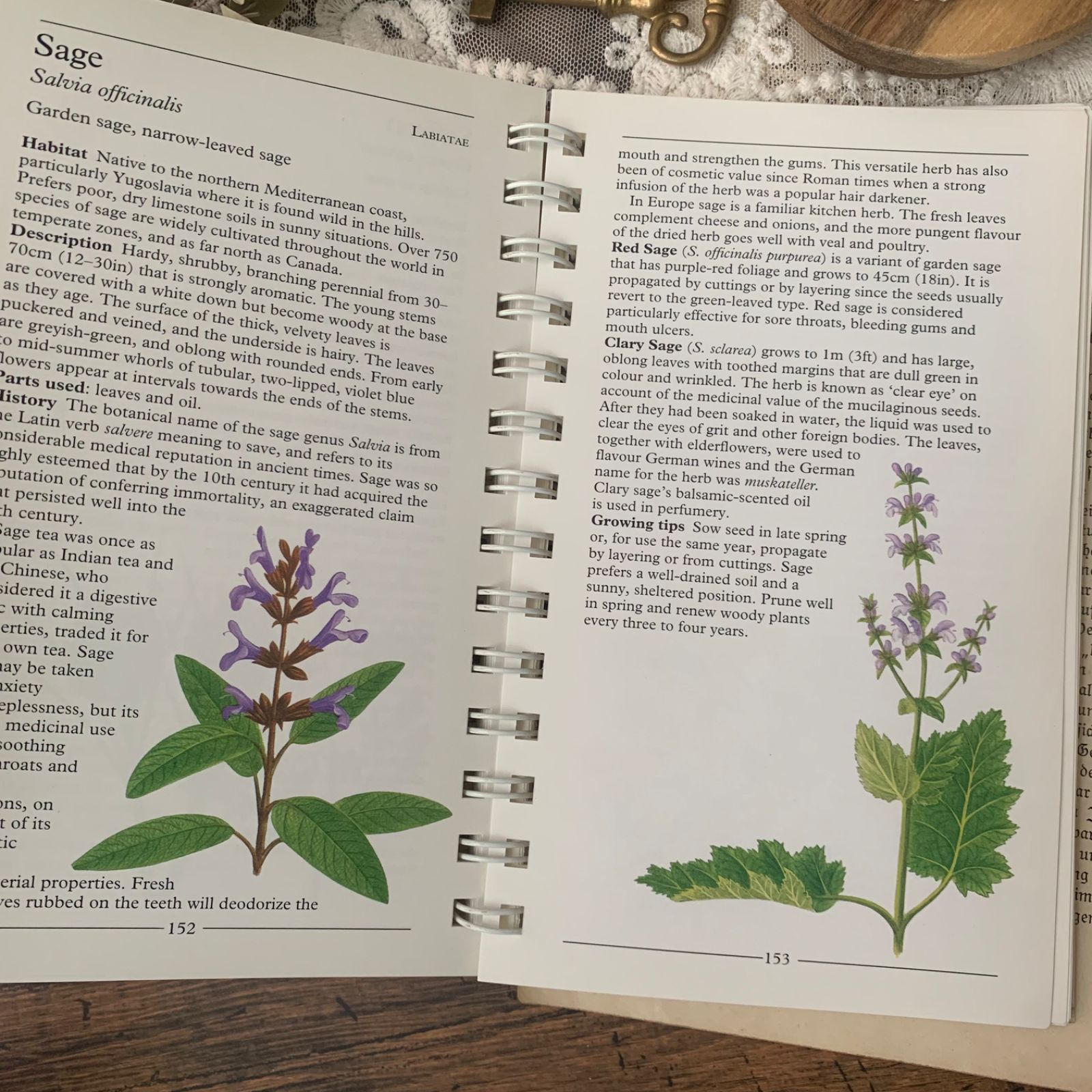 ヴィンテージ 洋書 『HERBS-American Nature Guides』植物図鑑
