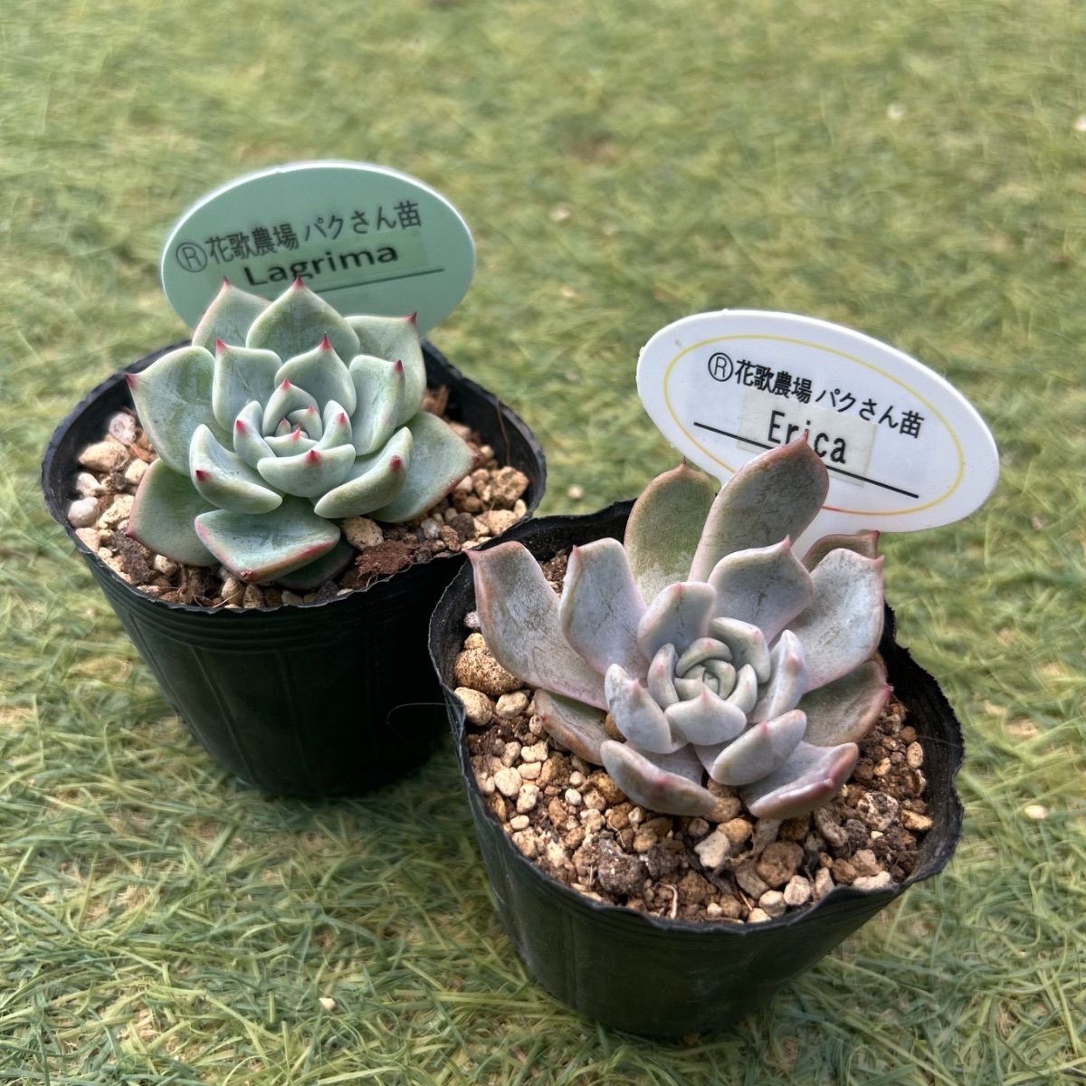 多肉植物 パクさん 二点セット - メルカリ