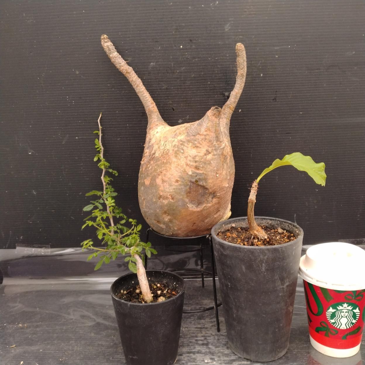 G053 「イベント品」P.グラキリスL・C.フンベルティ実生・A.ディギタータ実生　抜き苗+鉢植え3株セット【発根未確認・多肉植物・塊根植物】