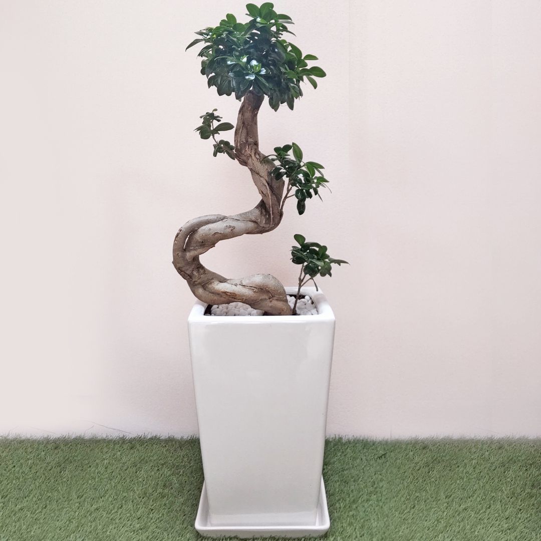 【最高級樹形】　大型　ガジュマル　曲がり仕立て　陶器鉢　植え込み発送 現品販売4】観葉植物 ガジュマル 曲がり仕立て S字 スクエア陶器鉢