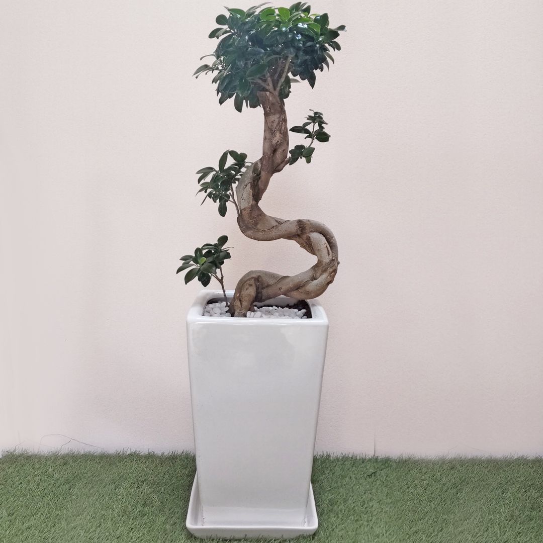 【最高級樹形】　大型　ガジュマル　曲がり仕立て　陶器鉢　植え込み発送 現品販売4】観葉植物 ガジュマル 曲がり仕立て S字 スクエア陶器鉢