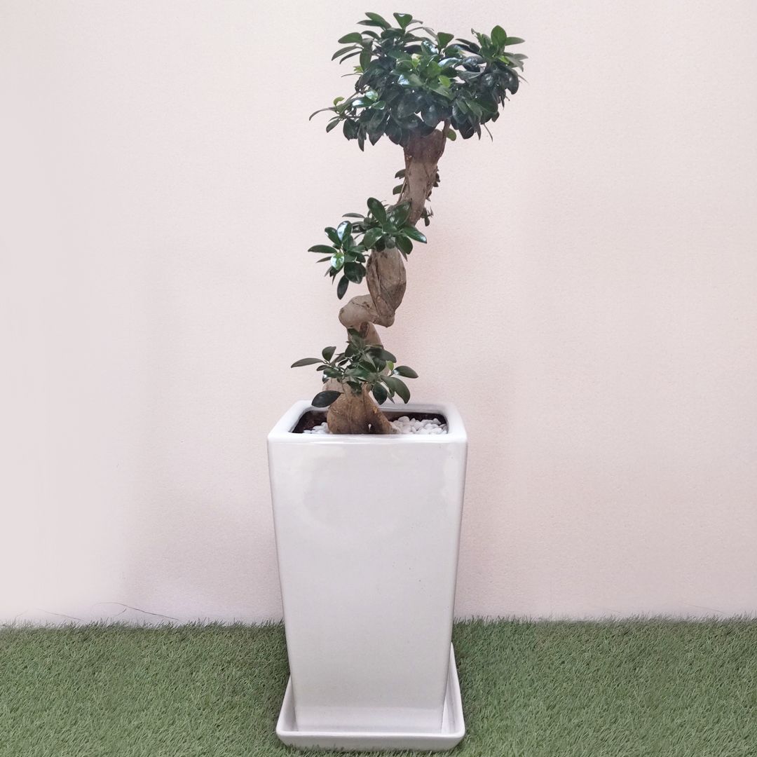 現品販売4】観葉植物 ガジュマル 曲がり仕立て S字 スクエア陶器鉢