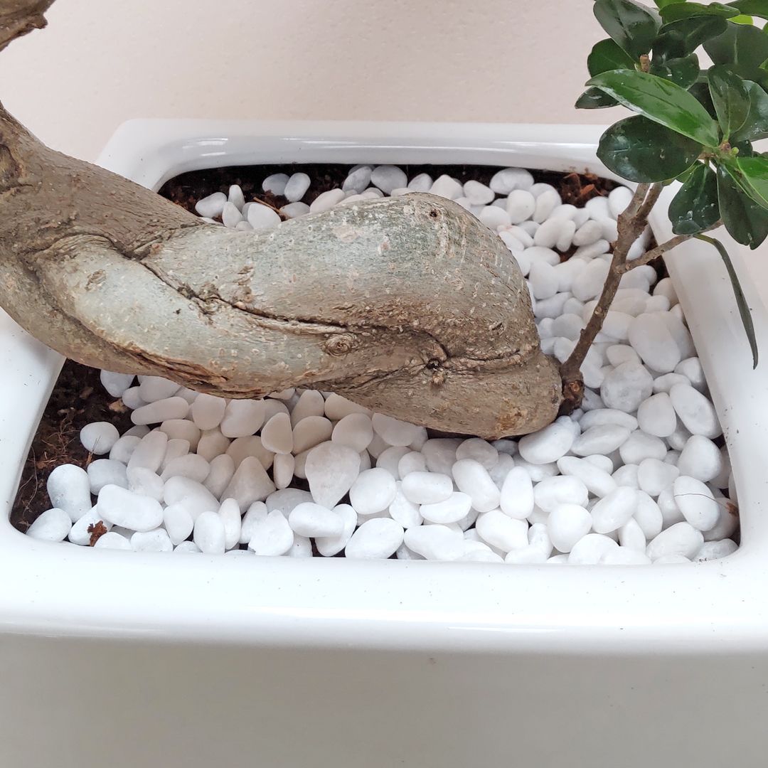 現品販売4】観葉植物 ガジュマル 曲がり仕立て S字 スクエア陶器鉢