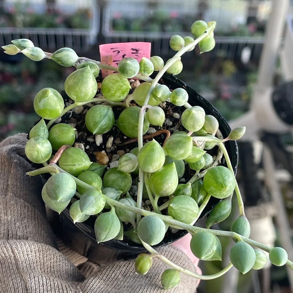 多肉植物♡エンジェルティアーズ斑入り❤︎抜き苗(根付き) - メルカリ
