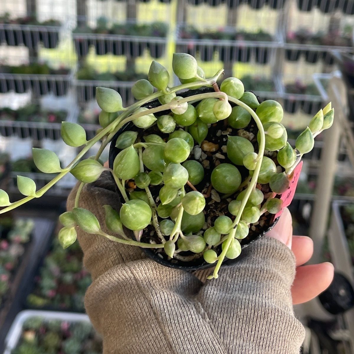 多肉植物♡エンジェルティアーズ斑入り❤︎抜き苗(根付き) - メルカリ