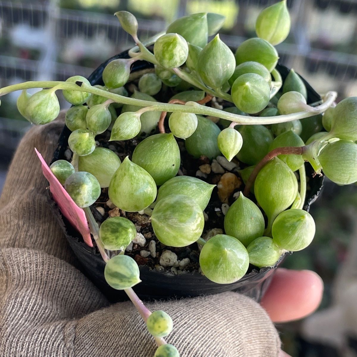 多肉植物♡エンジェルティアーズ斑入り❤︎抜き苗(根付き) - メルカリ