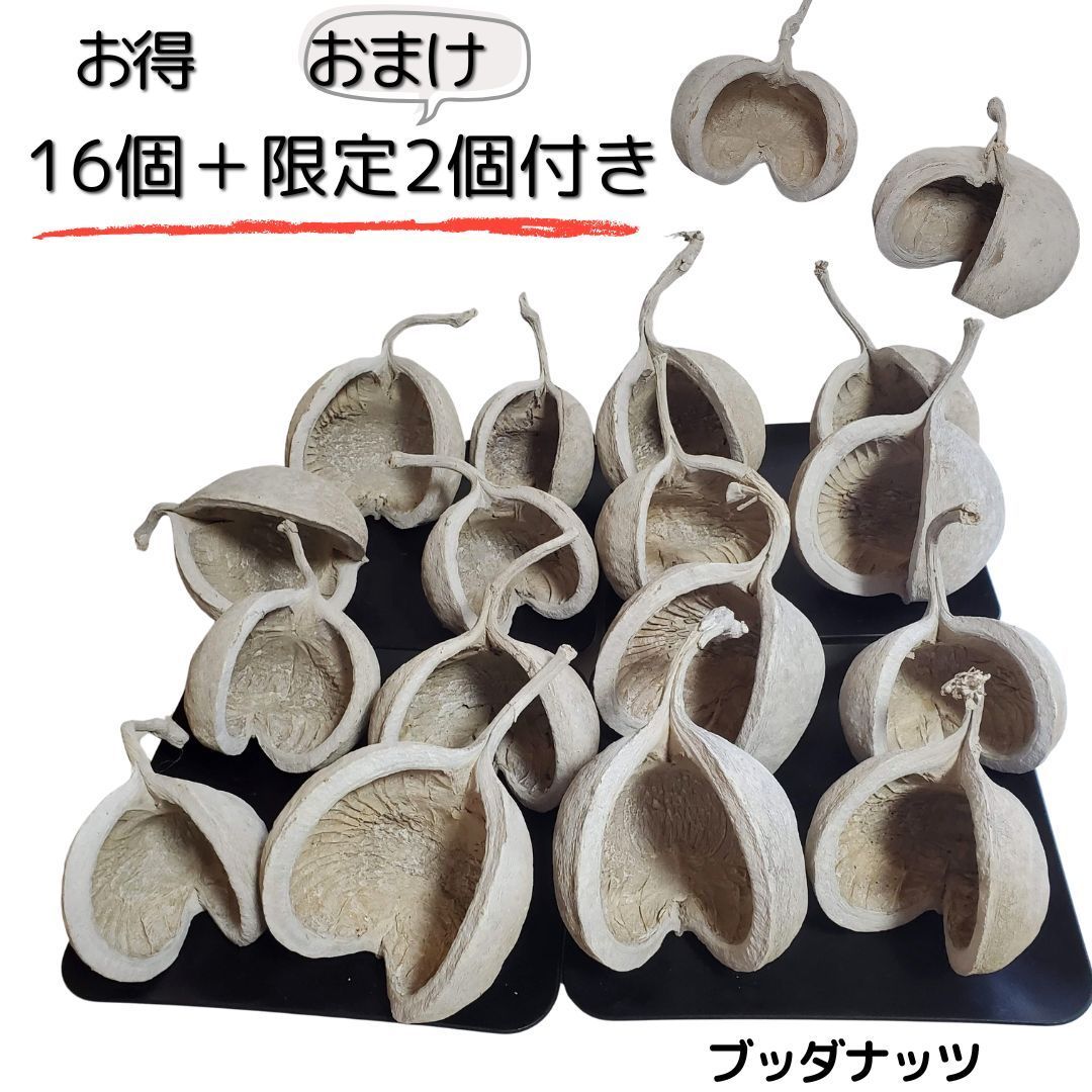 ブッダナッツ 割引有 16個 ＋ おまけ2個付き L ウォッシュホワイト 大地農園 ハンドメイド花材 花材 クリスマス ウエルカムスペース ウェディング 贈り物 プレゼント 飾り物 インテリア花材 2