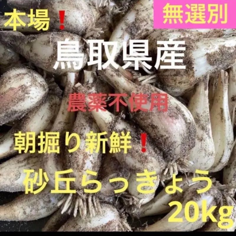 初物❗️鳥取県産 砂丘らっきょう