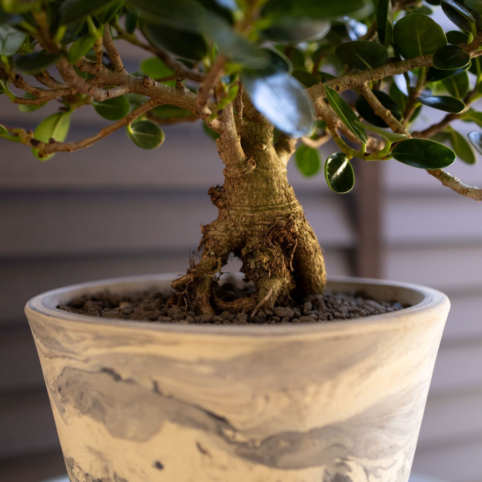 パンダガジュマル 5号 信楽焼 陶器鉢 ピック付 観葉植物 ガジュマルの