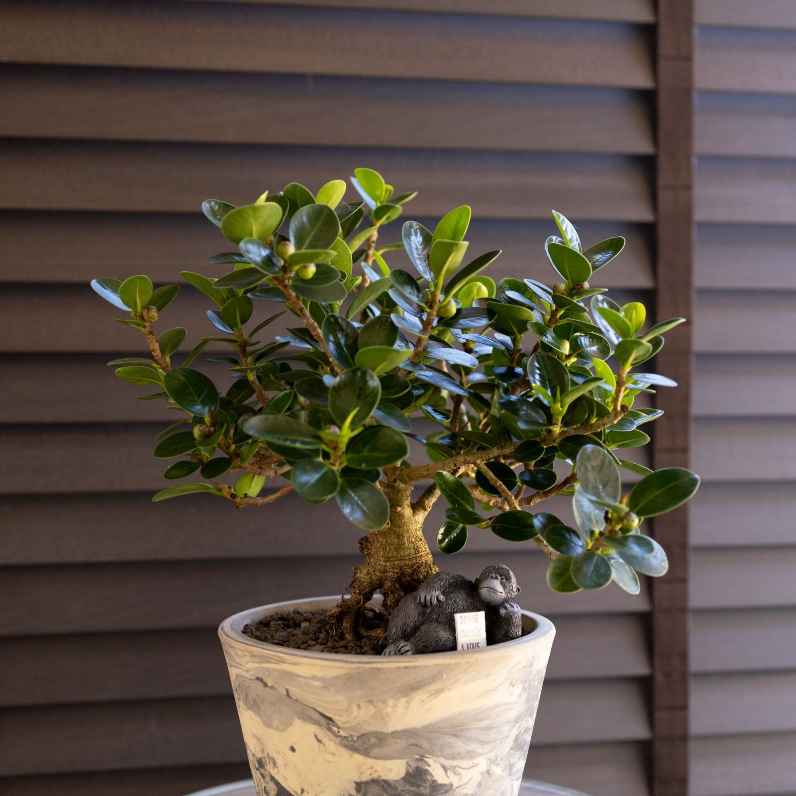 パンダガジュマル 5号 信楽焼 陶器鉢 ピック付 観葉植物 ガジュマルの