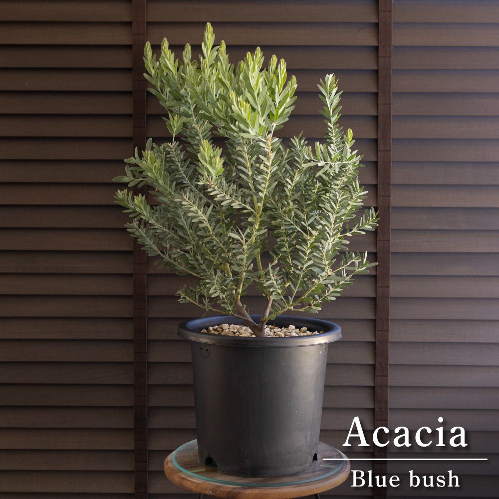 アカシア ブルーブッシュ 8号 Acacia Blue bush オージープランツ 庭木 植木 0530BK2