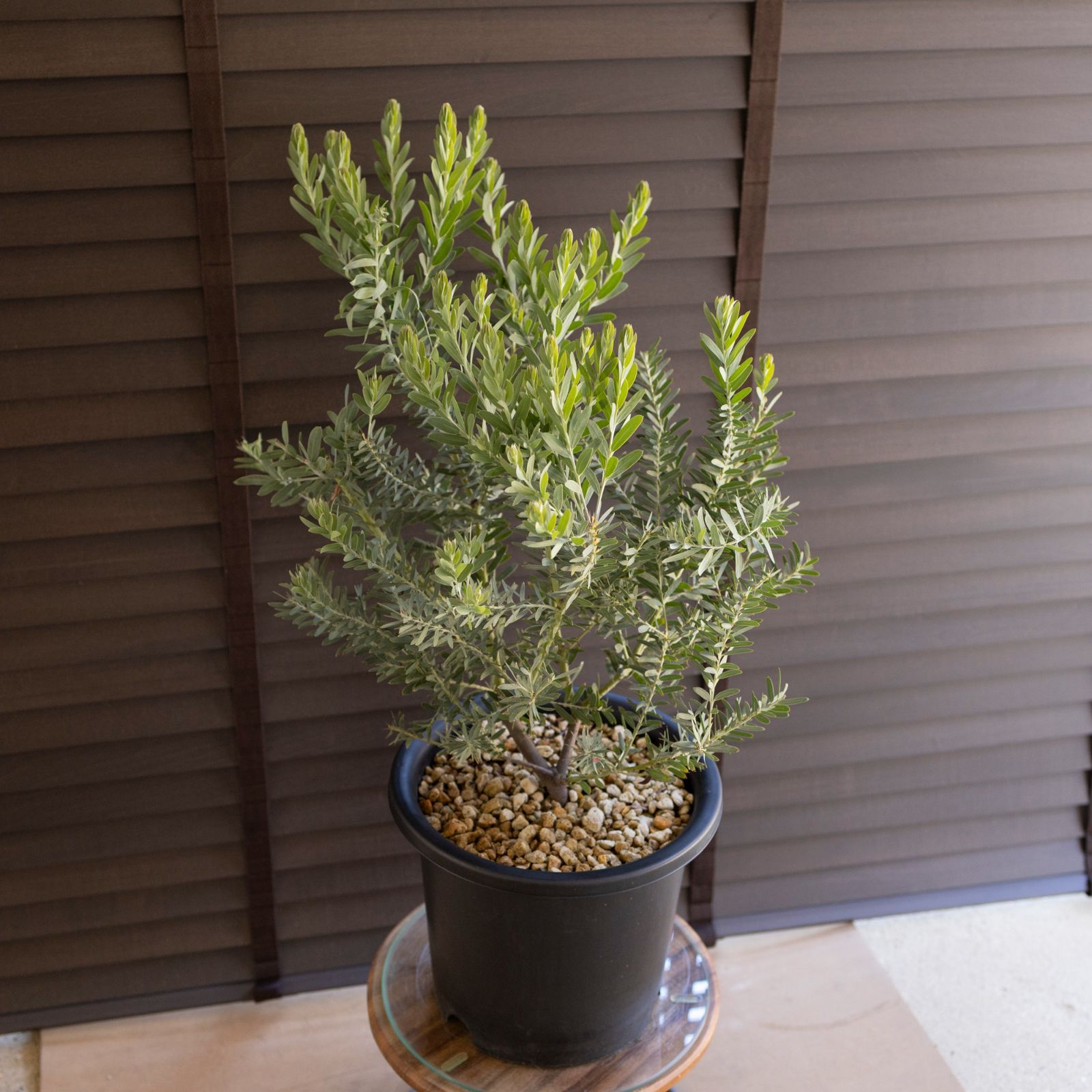 Blue bush 鉢植え アカシアブルーブッシュ 庭木 観葉植物 アカシア