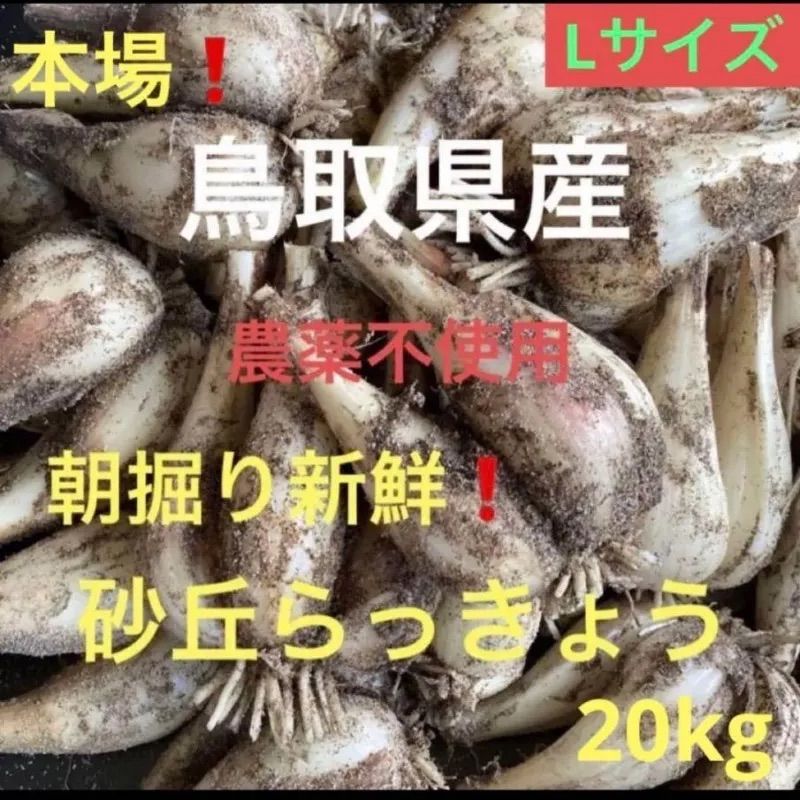 初物❗️鳥取県産 砂丘らっきょう