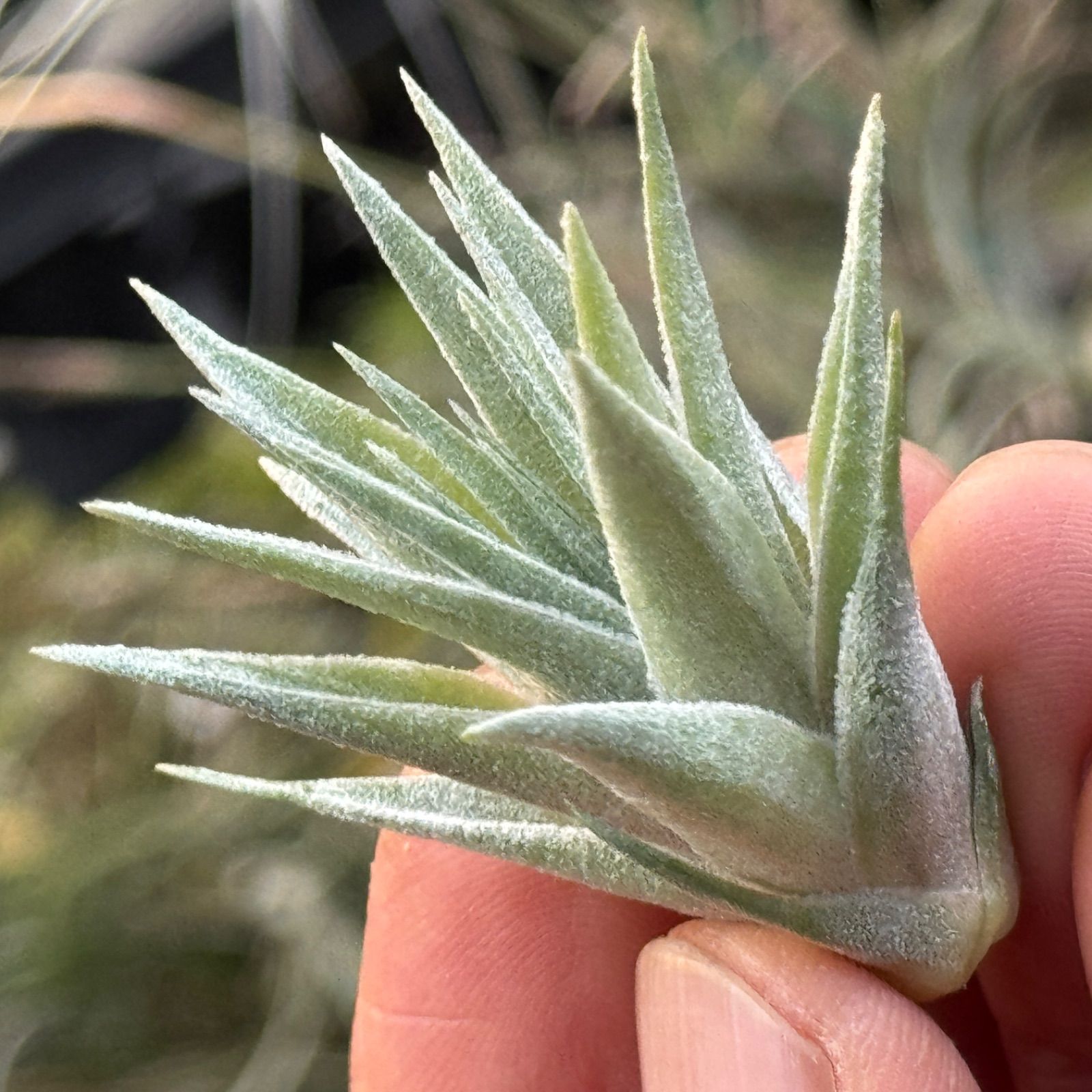 現品＊小振り極上株＊メタリックシルバーな輝き＊ チランジア ロゼイフローラ Tillandsia roseiflora＊エアプランツ＠フラワーショップ江口