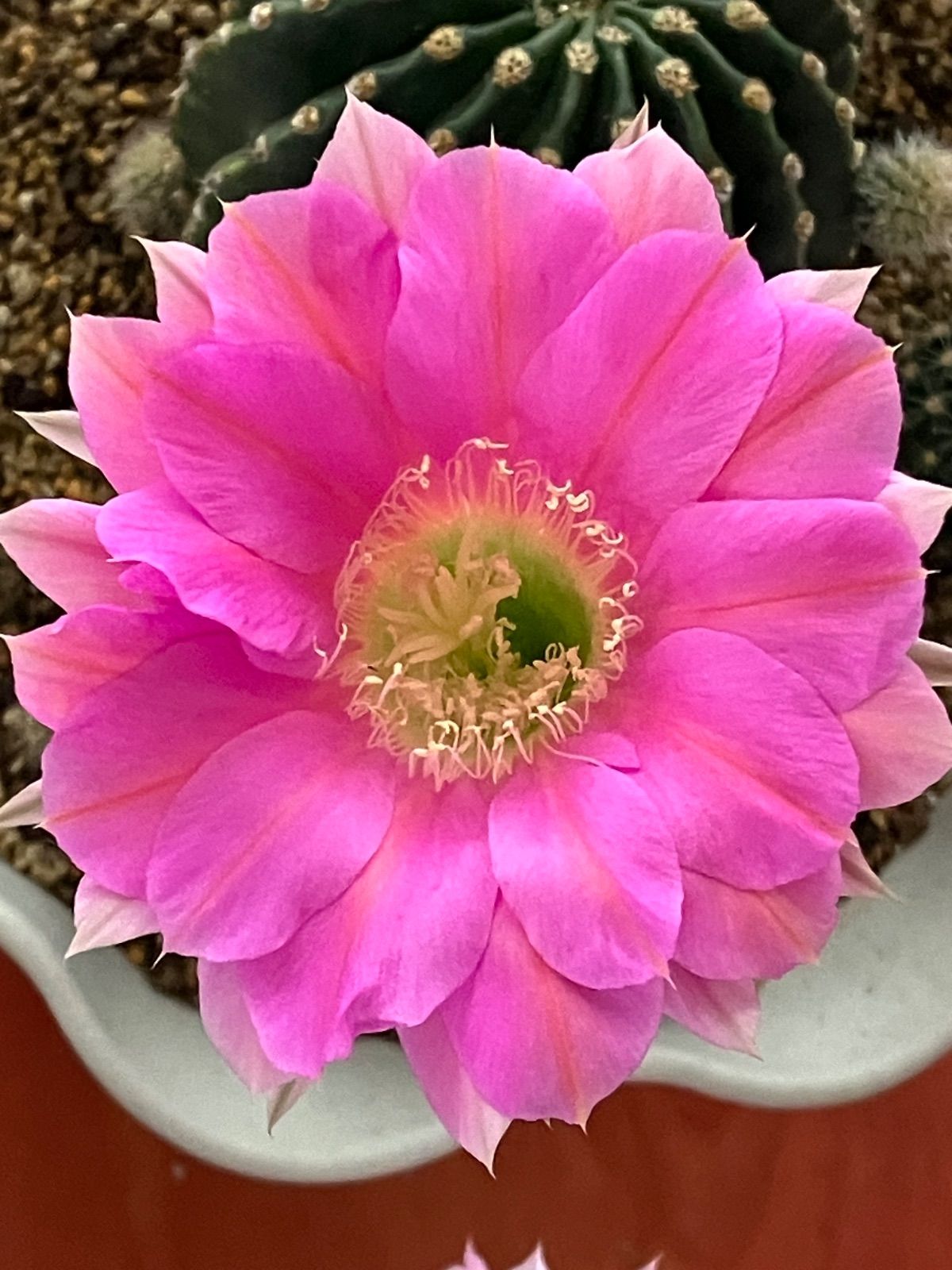 花サボテン 濃いピンクの花 ミニ子株 5個 - メルカリ