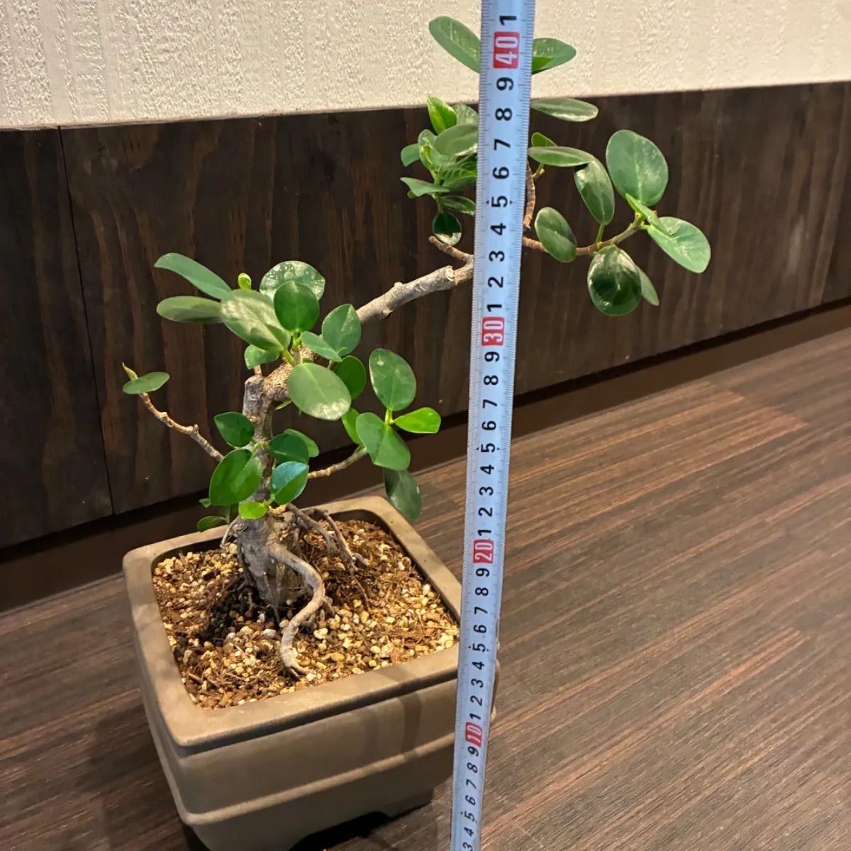 パンダガジュマル 盆栽仕立て風 - メルカリ パンダガジュマル 盆栽仕立て風 - メルカリ