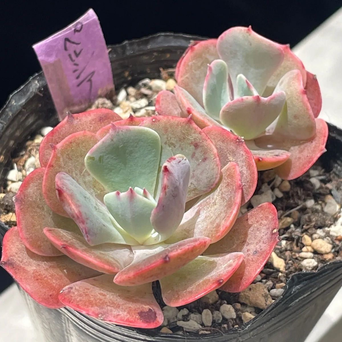 多肉植物♡ペルシア❤︎抜き苗(根付き) - メルカリ