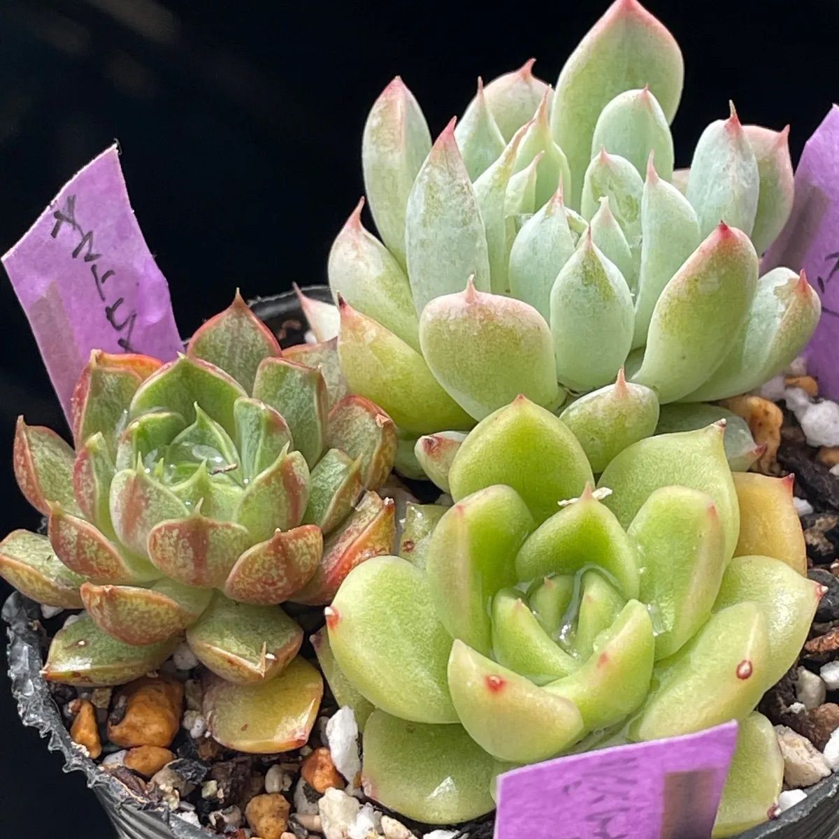 多肉植物♡ホワイトライン・ラズアガ・ヤマトヒメ❤︎抜き苗(根付き