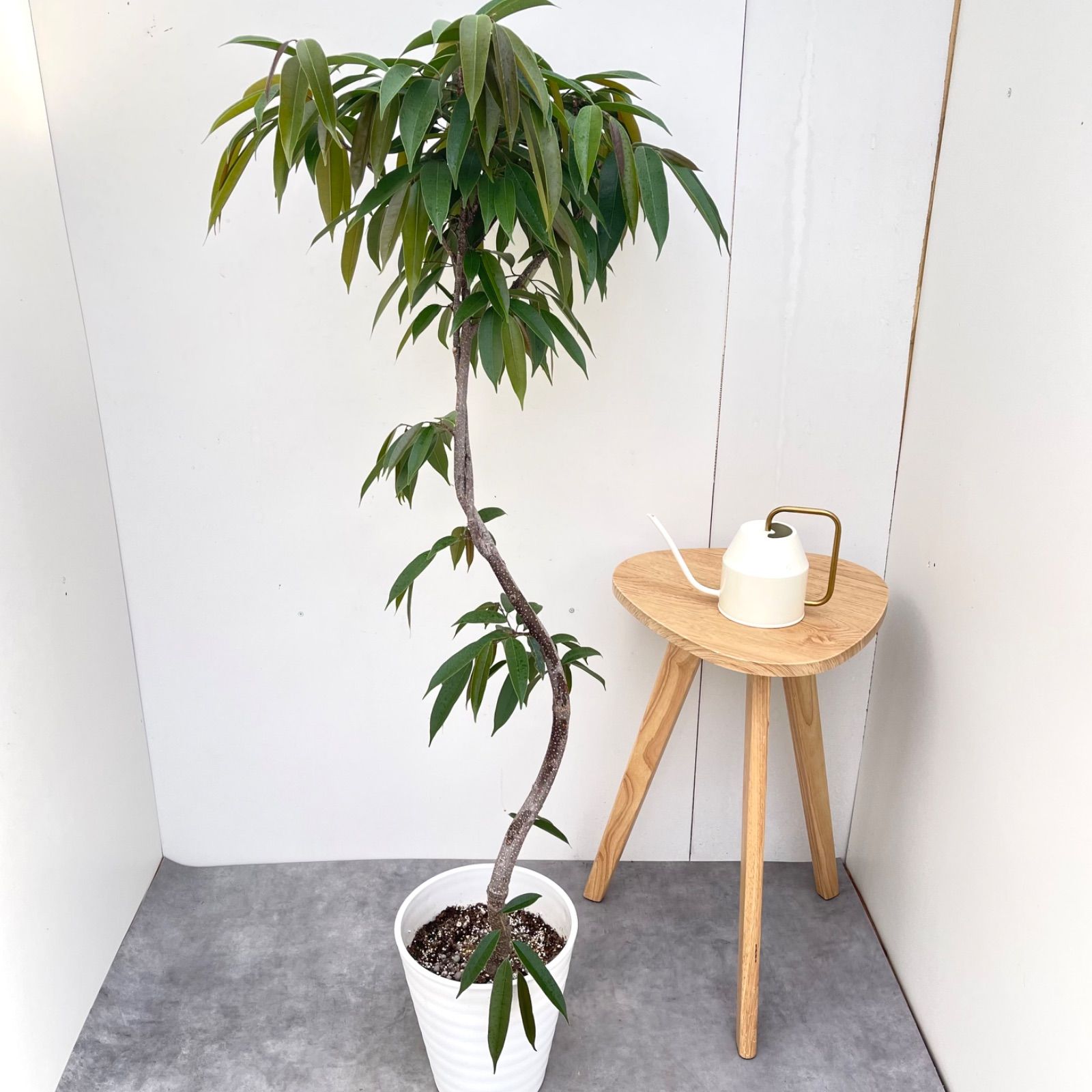 フィカス　アムステルダムキング　2【現品】観葉植物　室内　大型
