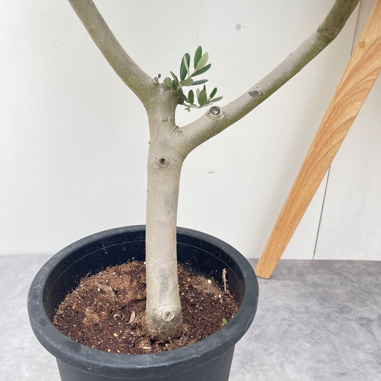 オリーブ ルッカ 6【現品】観葉植物 創樹 SOUJU 大型 - メルカリ