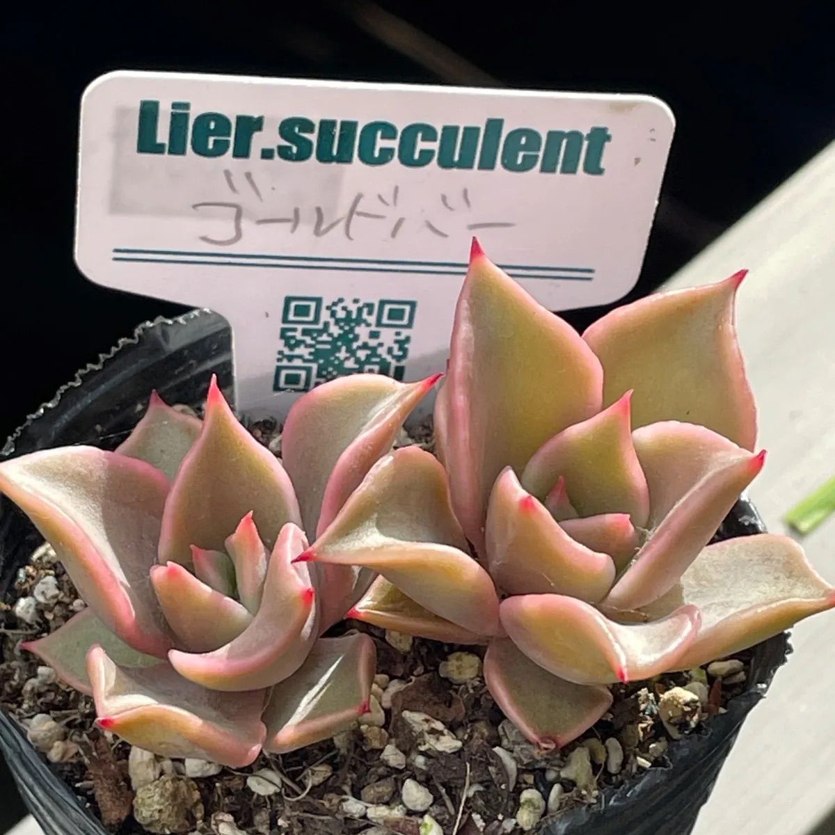 多肉植物リエール苗♡ゴールドバー❤︎抜き苗(根付き) - メルカリ