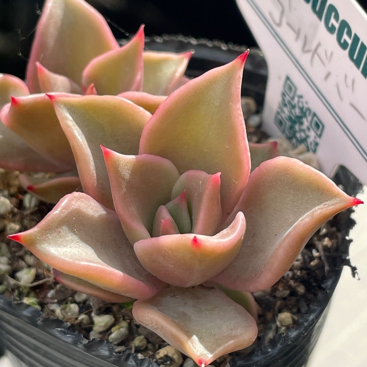 多肉植物リエール苗♡ゴールドバー❤︎抜き苗(根付き) - メルカリ