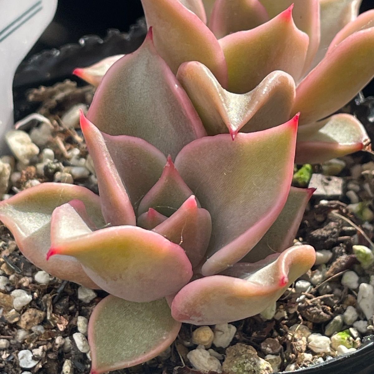 多肉植物リエール苗♡ゴールドバー❤︎抜き苗(根付き) - メルカリ