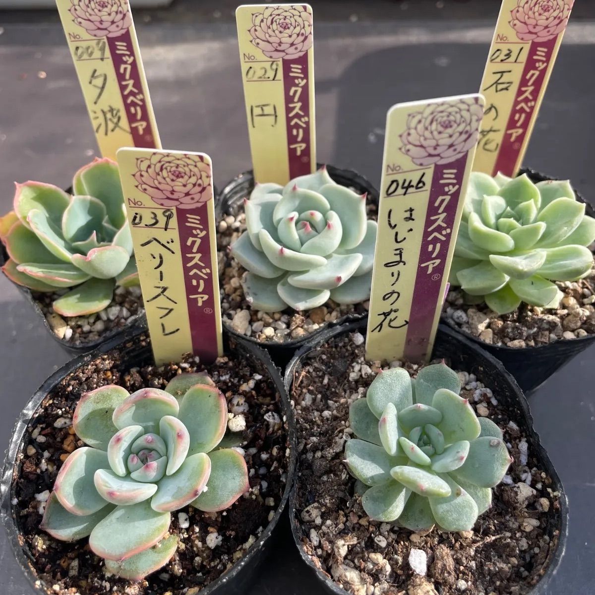 多肉植物ミックスベリア♡5種セット❤︎抜き苗(根付き) - メルカリ