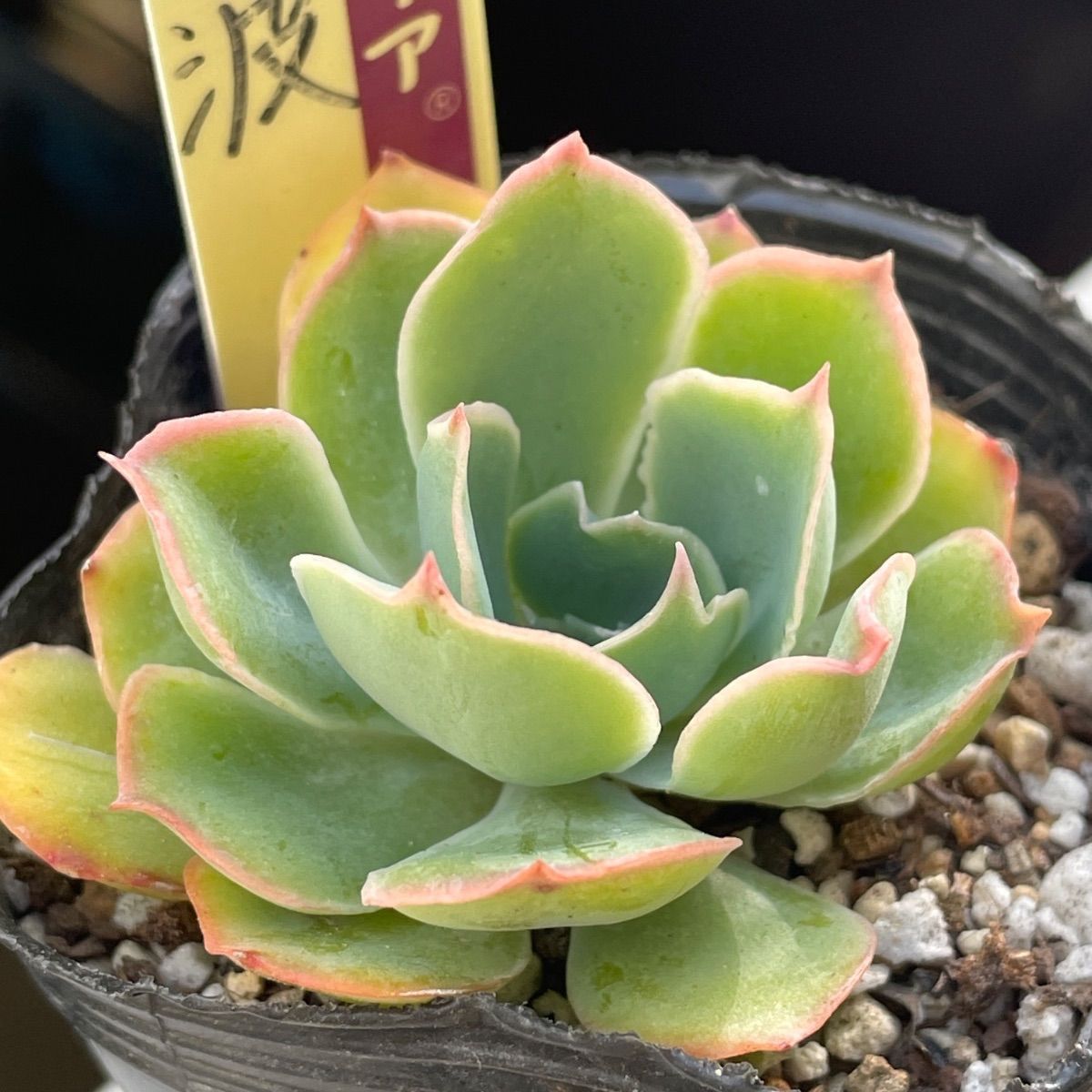 多肉植物ミックスベリア♡5種セット❤︎抜き苗(根付き) - メルカリ