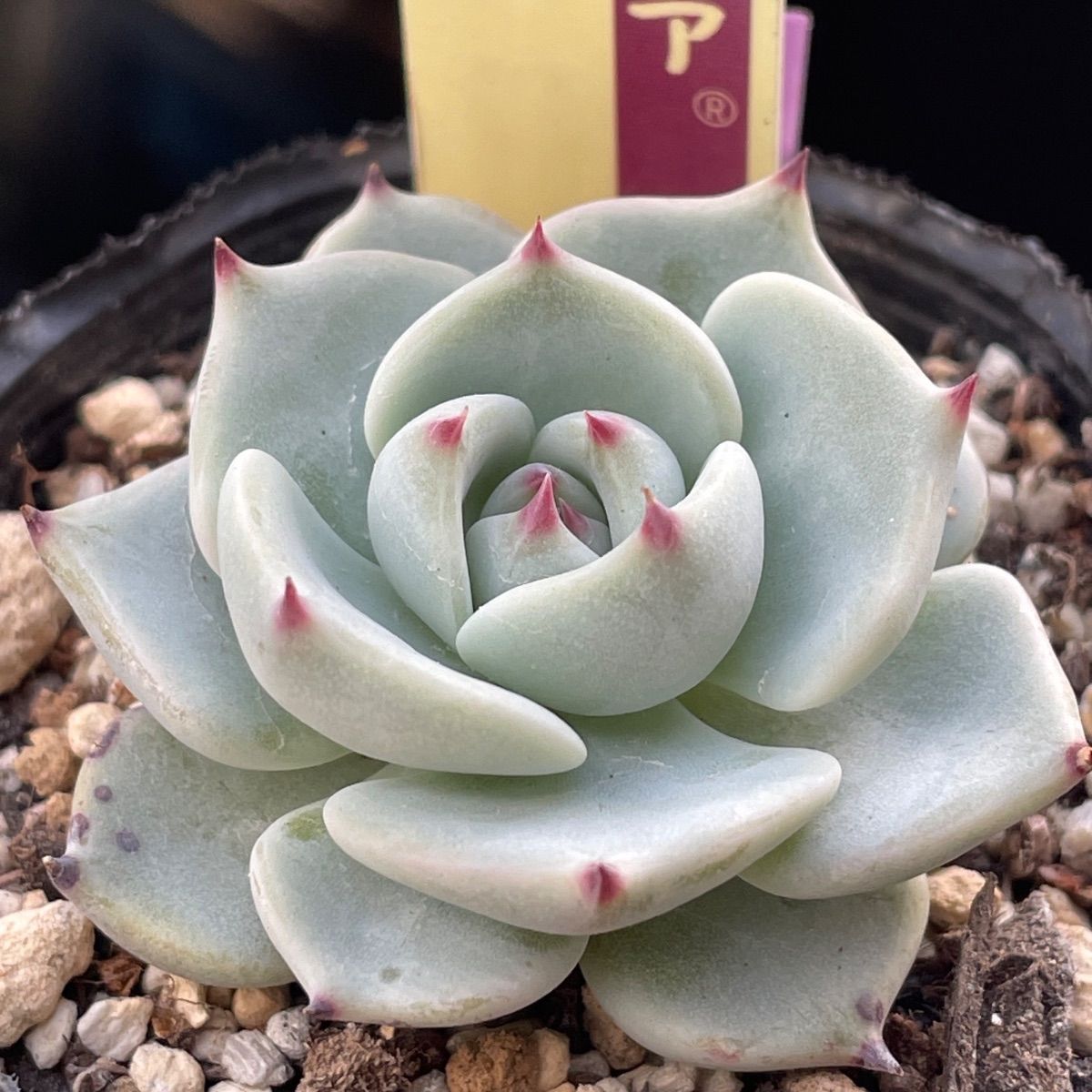 多肉植物ミックスベリア♡5種セット❤︎抜き苗(根付き) - メルカリ