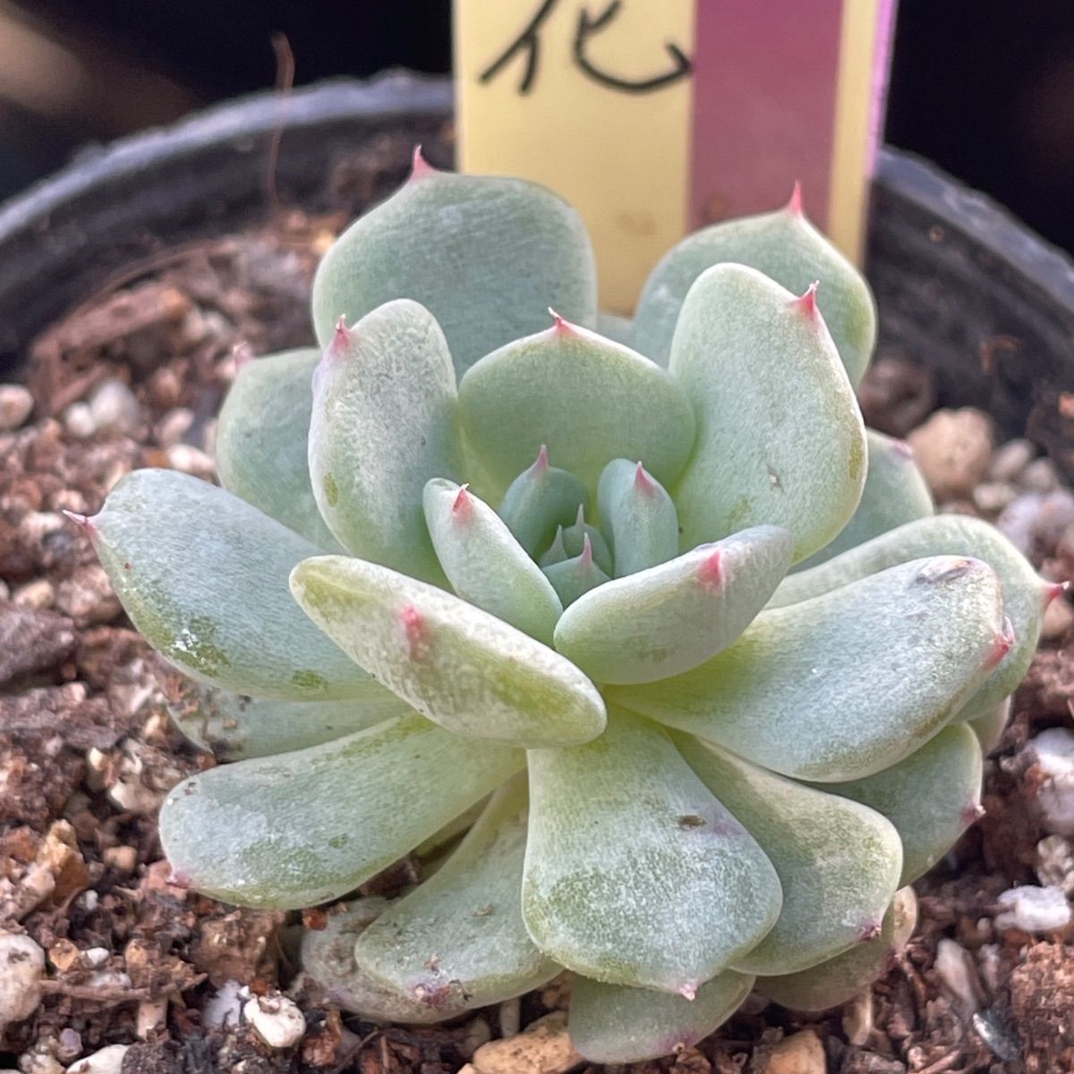 多肉植物ミックスベリア♡5種セット❤︎抜き苗(根付き) - メルカリ
