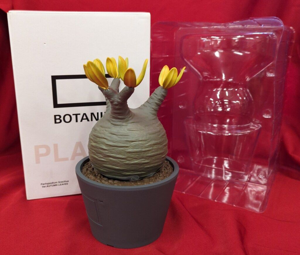 VCD Pachypodium Gracilius AUTUMN LEAVES MEDICOM TOY x BOTANIZE VCD