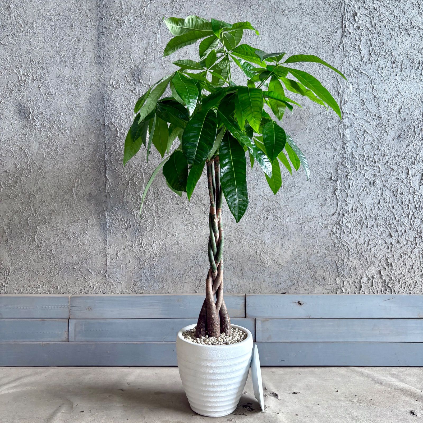 パキラ　編み込み仕立て　8号　テラコッタ鉢植え　ホワイト　受け皿付き