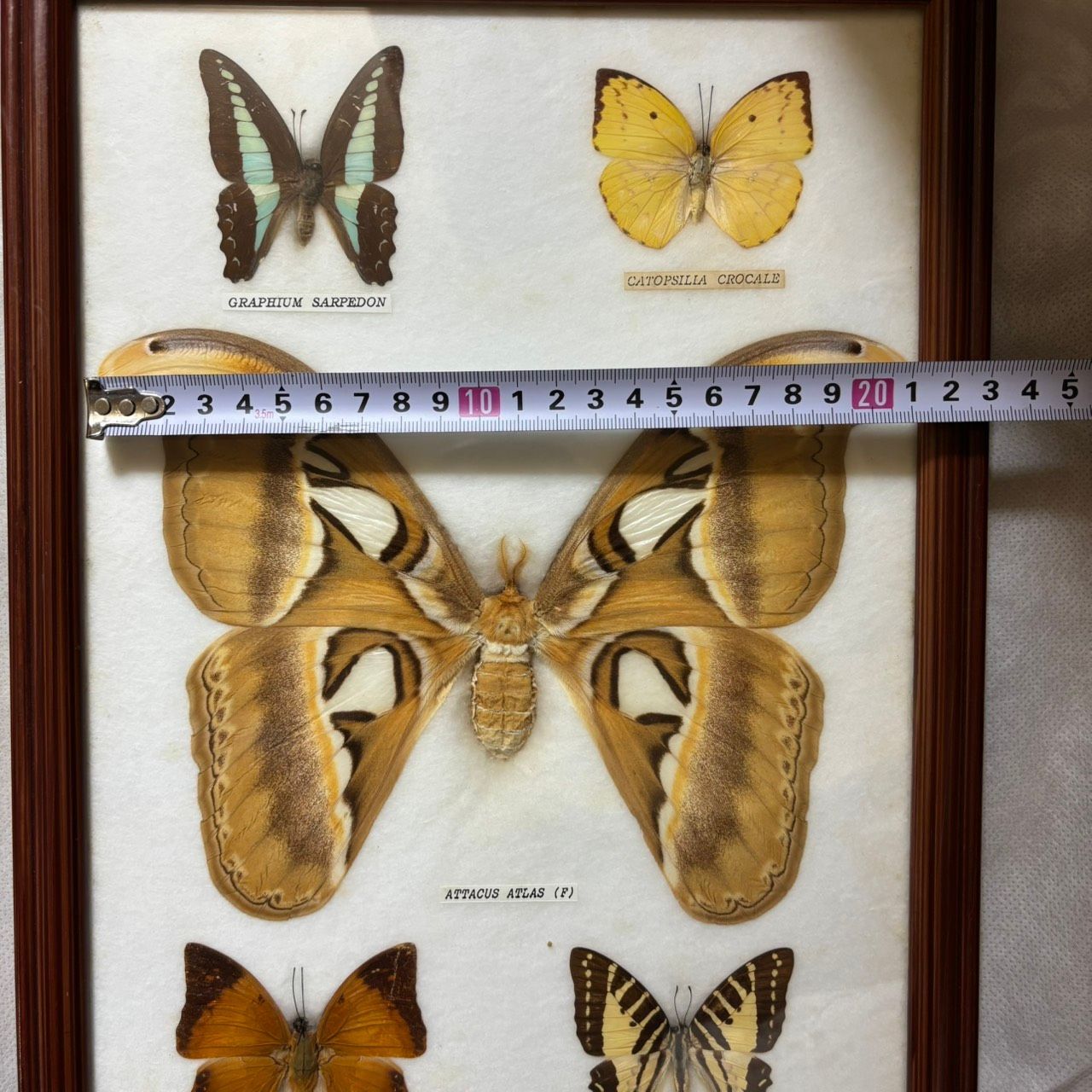 413 蝶 標本 額入り アトラスオオカブトガ 標本額 大型 Attacus atlas