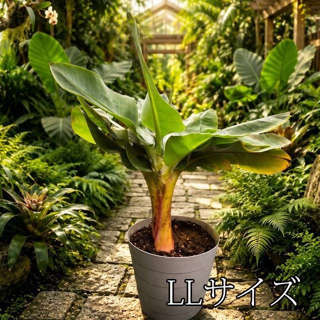 【モンキーバナナ苗】LL株