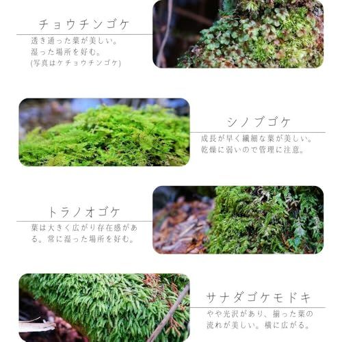 【制作キット】【石畳が作れる】M:13cm ツールなし LEDライト付ボトルテラリウム プレゼント 作成キット 苔セット 苔 制作 ハンドメイド 自作キット 手作り ギフトas e86aa9a0