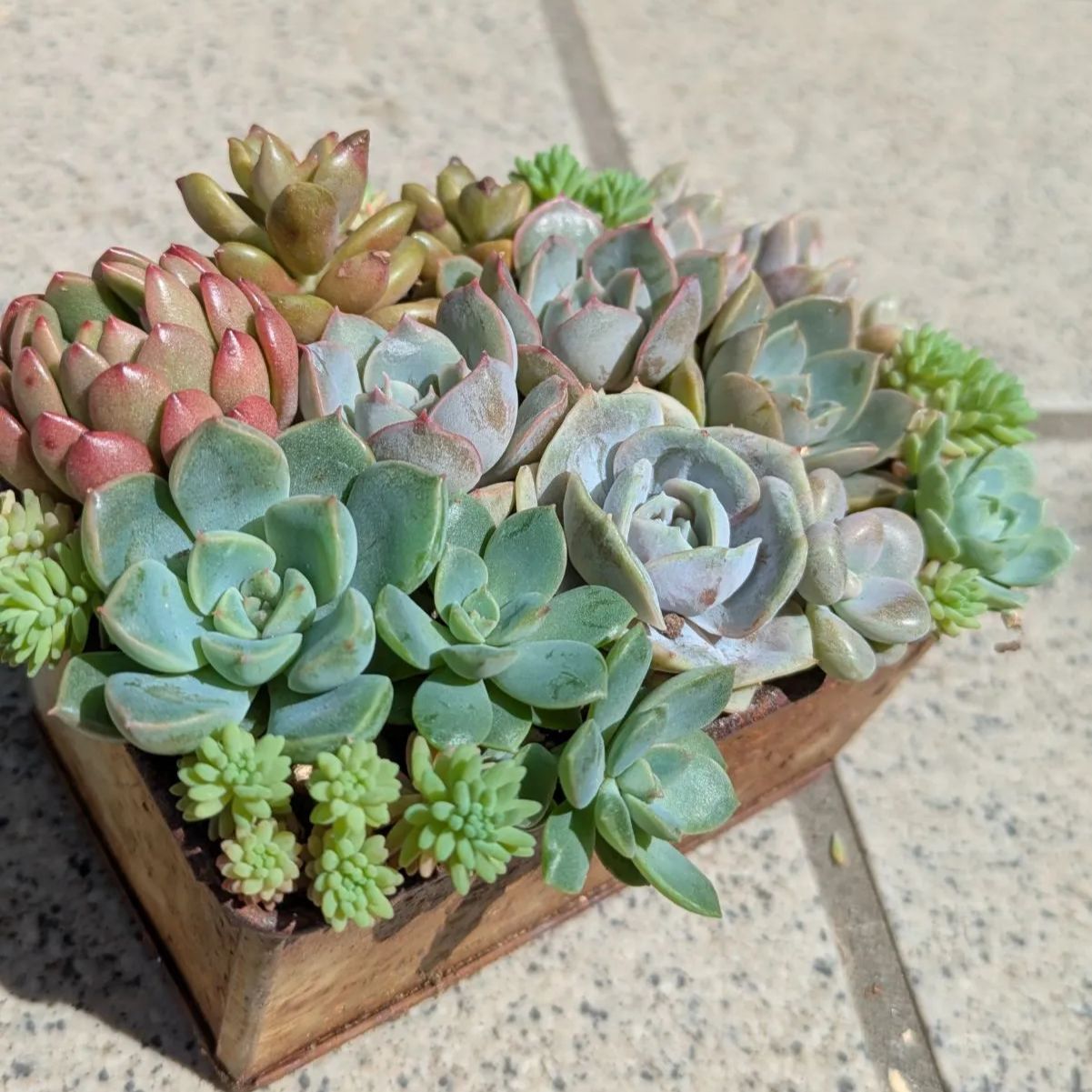 多肉植物 抜き苗 梅雨前☆寄せ植えセット⑤ 10×7 - メルカリ