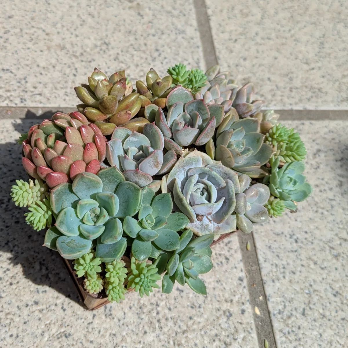 多肉植物 抜き苗 梅雨前☆寄せ植えセット⑤ 10×7 - メルカリ