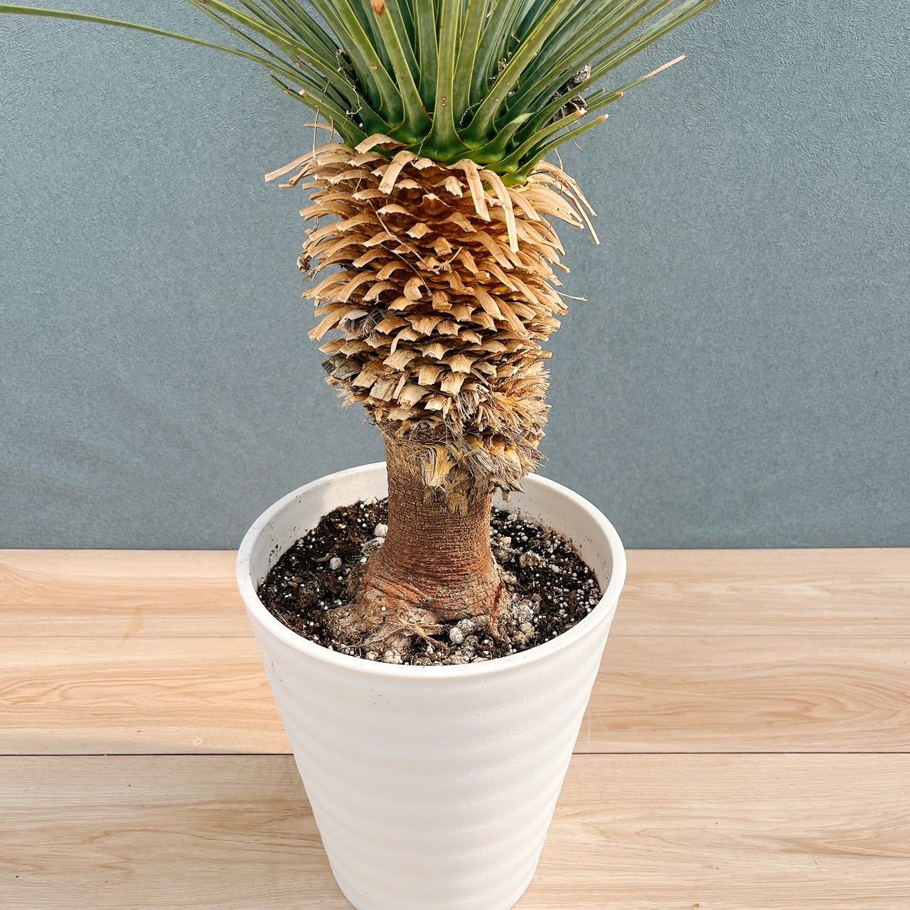 在庫］【希少】ユッカ ロストラータ ランチョンブルー 8号 観葉植物