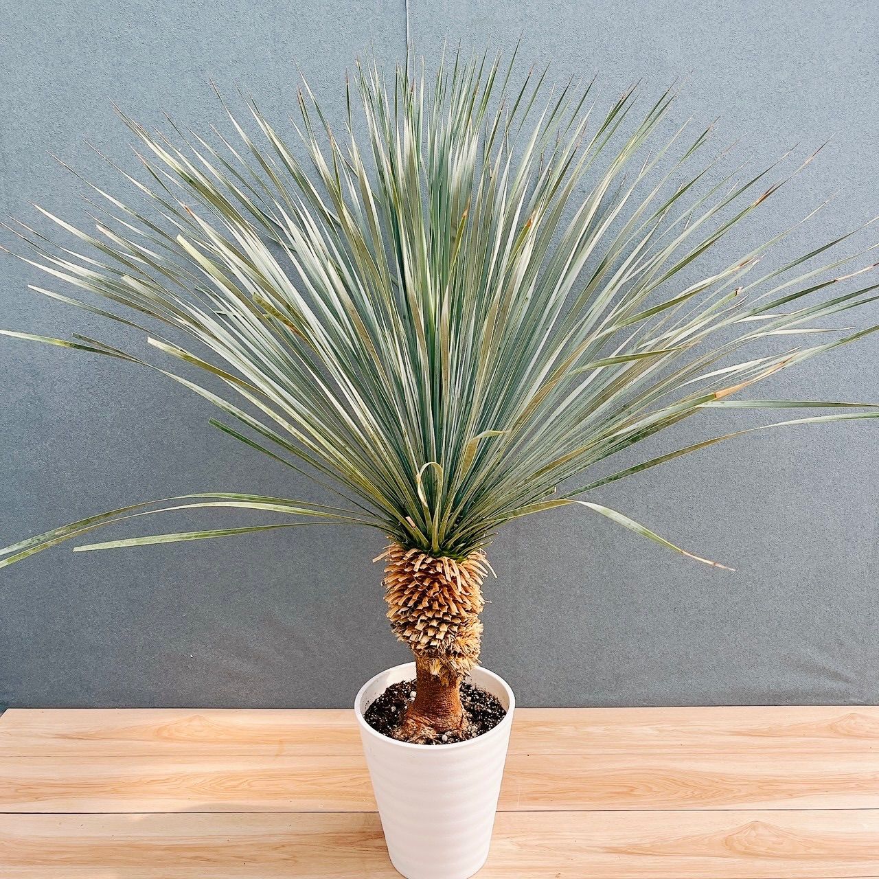 ［現品］【希少】41番　ユッカロストラータランチョンブルー　8号　観葉植物　レア 在庫］【希少】ユッカ ロストラータ ランチョンブルー 8号 観葉植物