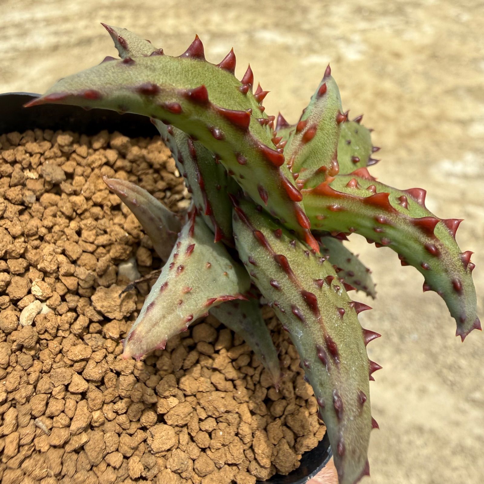 13 Aloe castilloniae アロエ カスティロニアエ （青肌×大型強棘）実生
