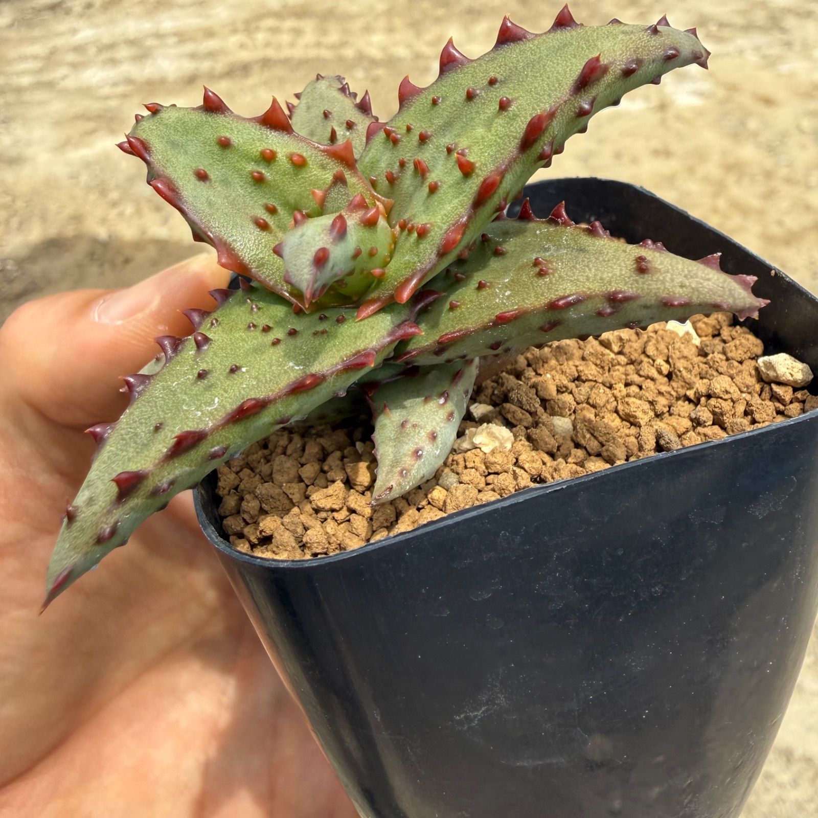 13 Aloe castilloniae アロエ カスティロニアエ （青肌×大型強棘）実生