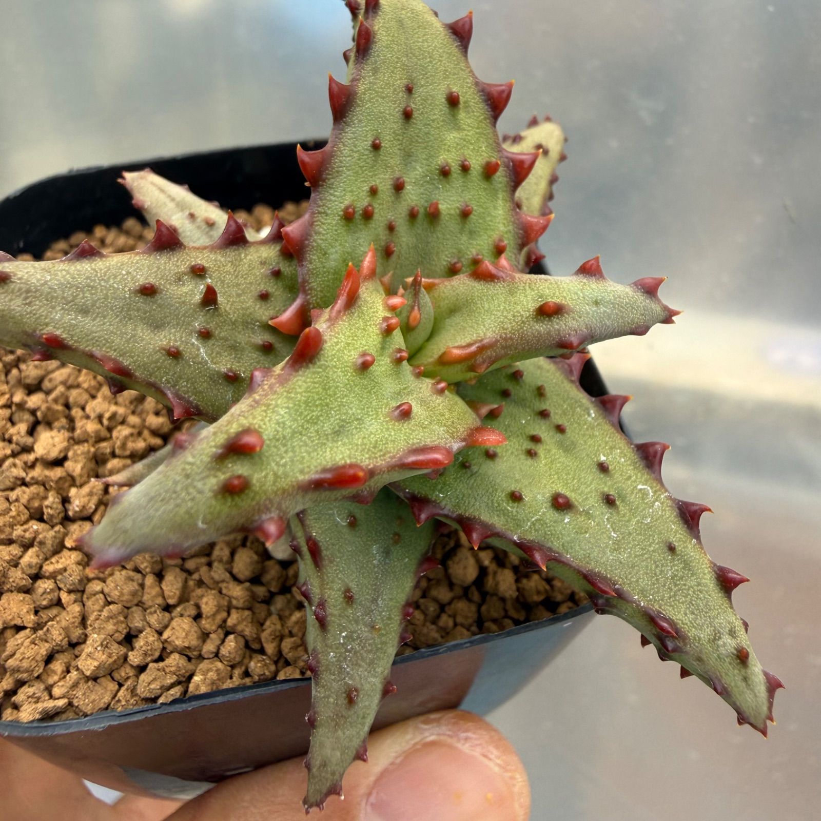 13 Aloe castilloniae アロエ カスティロニアエ （青肌×大型強棘）実生