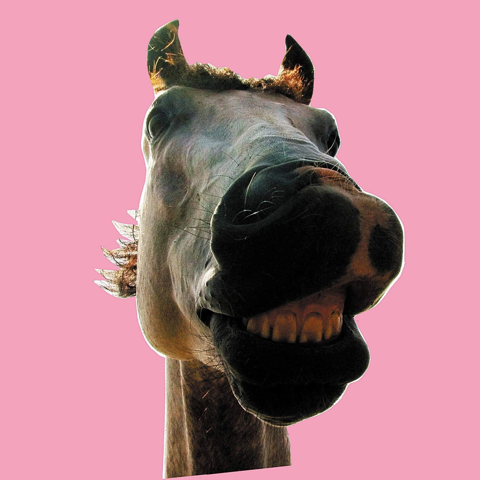 【CD】Do!!The★MUSTANG (通常盤)
