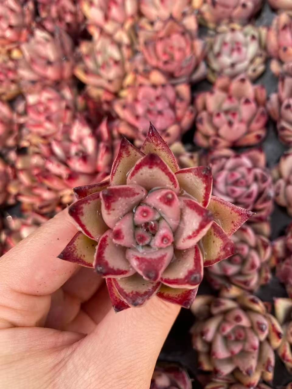新入荷 20苗のカット苗セット ケツラ 多肉植物 第四種郵便にて発送