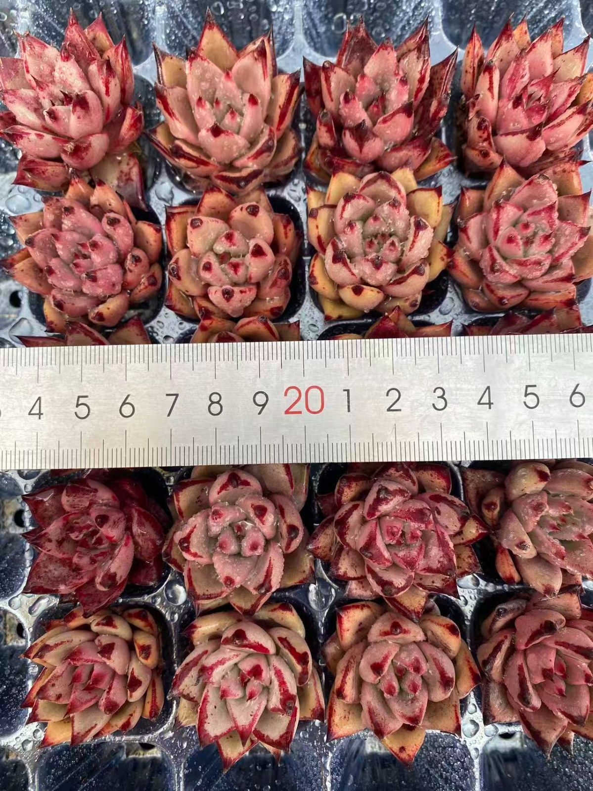 新入荷 20苗のカット苗セット ケツラ 多肉植物 第四種郵便にて発送