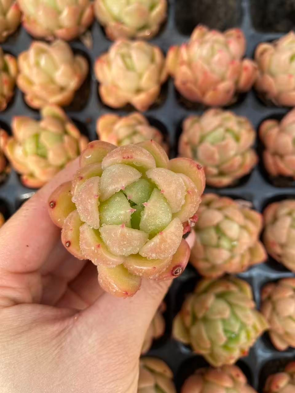 新入荷 20苗のカット苗セット アイスオレンジ 多肉植物 第四種郵便にて