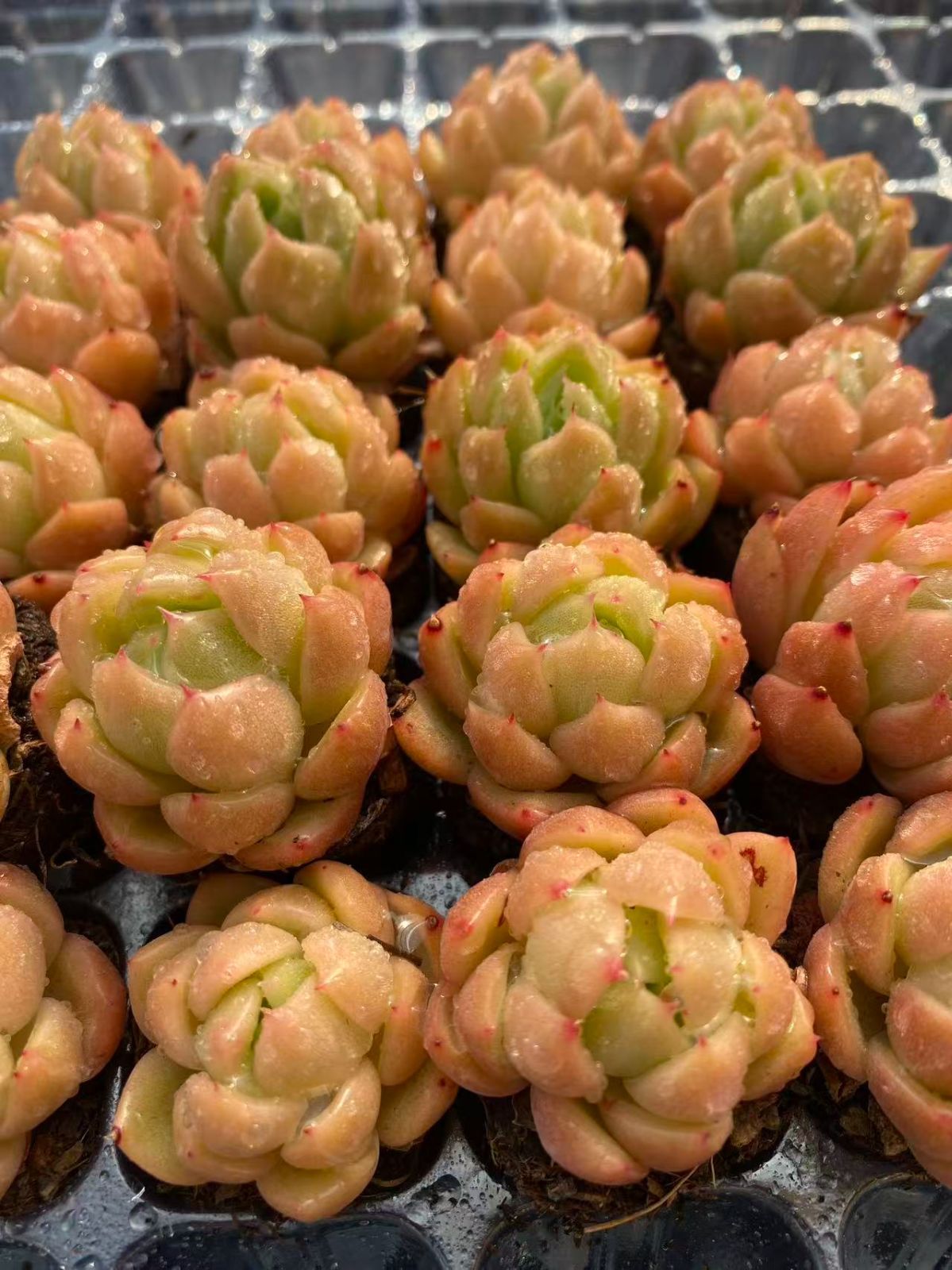 新入荷 20苗のカット苗セット アイスオレンジ 多肉植物 第四種郵便にて