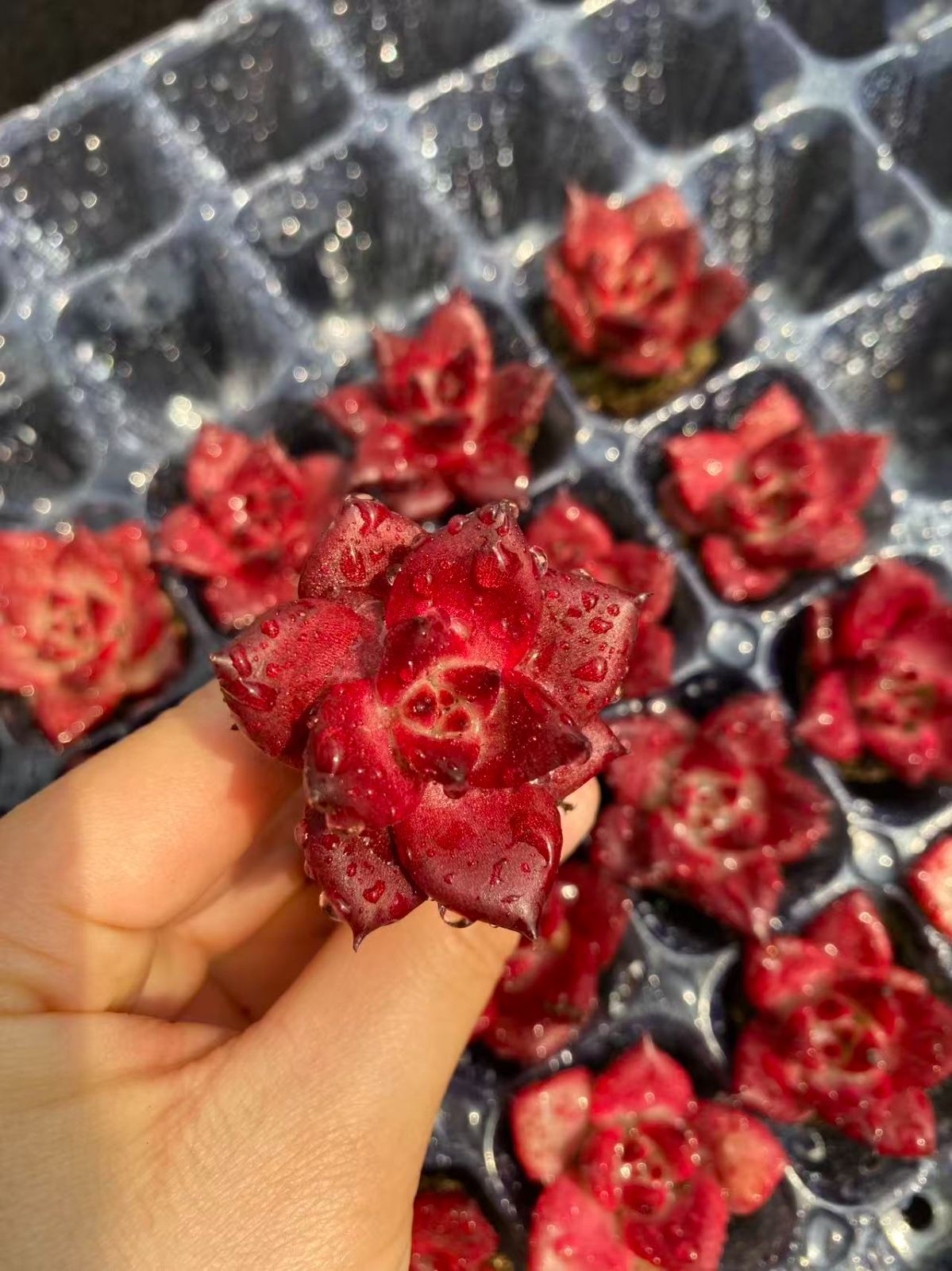 新入荷 20苗のカット苗セット ロブ 多肉植物 第四種郵便にて発送