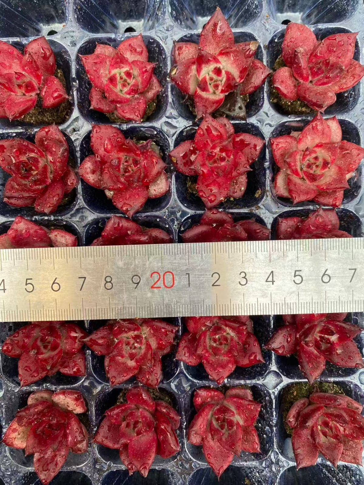 新入荷 20苗のカット苗セット ロブ 多肉植物 第四種郵便にて発送
